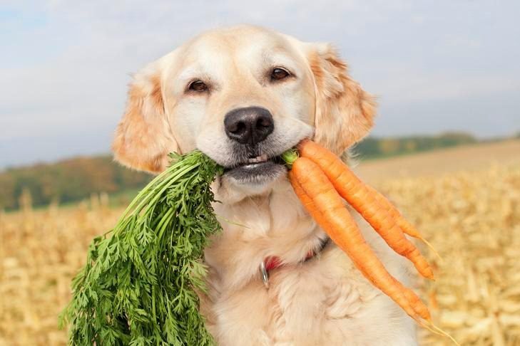 Carrots for Dog's Coat and Skin Health