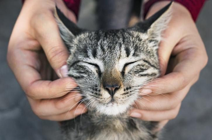 Benefits of Cat Petting