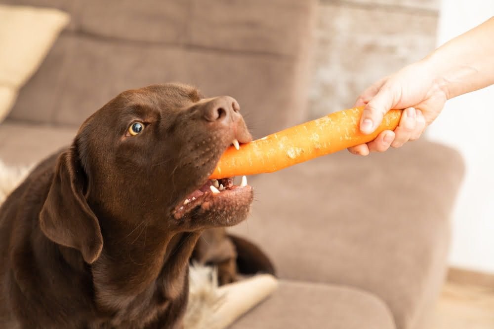 Benefits of Different Fruits for Dogs