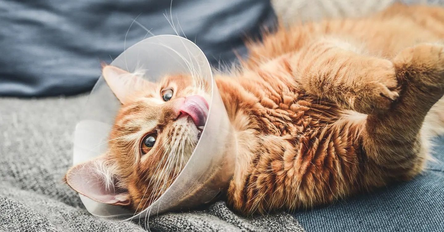 Benefits of Spaying Cats