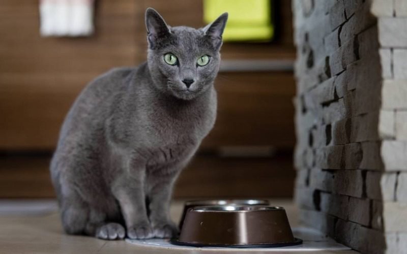 Breeds with Big Eyes: Russian Blue