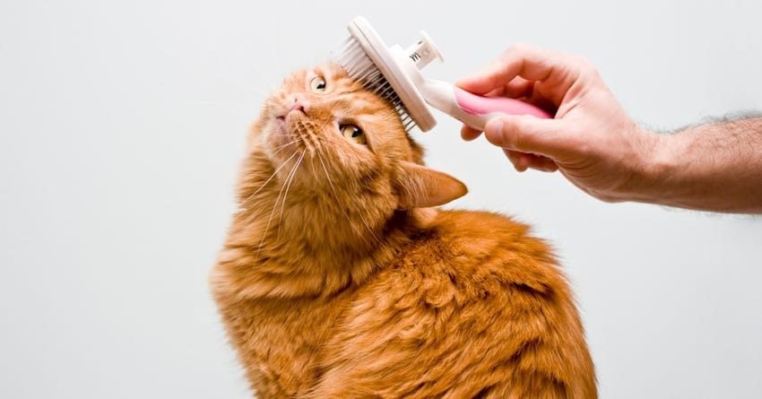 Brushing Your Cat