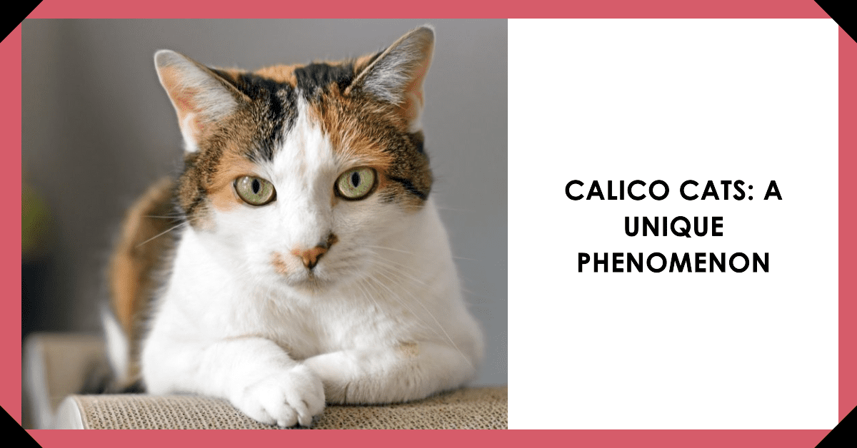 Calico Isn't a Breed of Cat