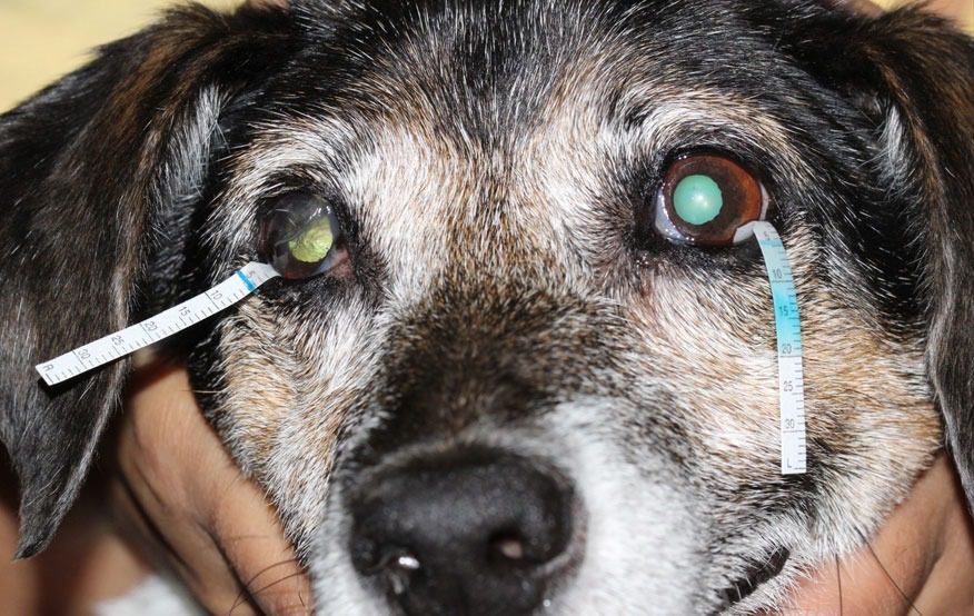 Canine Dry Eye (Keratoconjunctivitis Sicca) in dogs