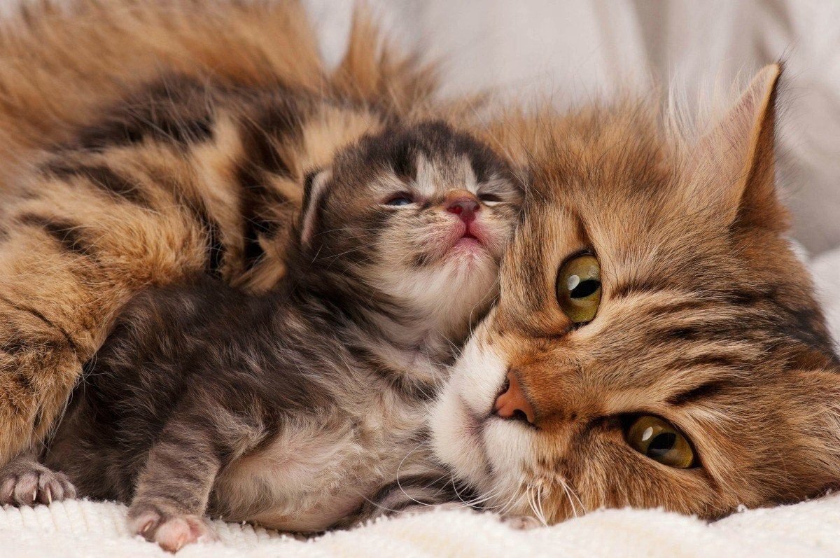 Care for the Mother Cat and Kittens