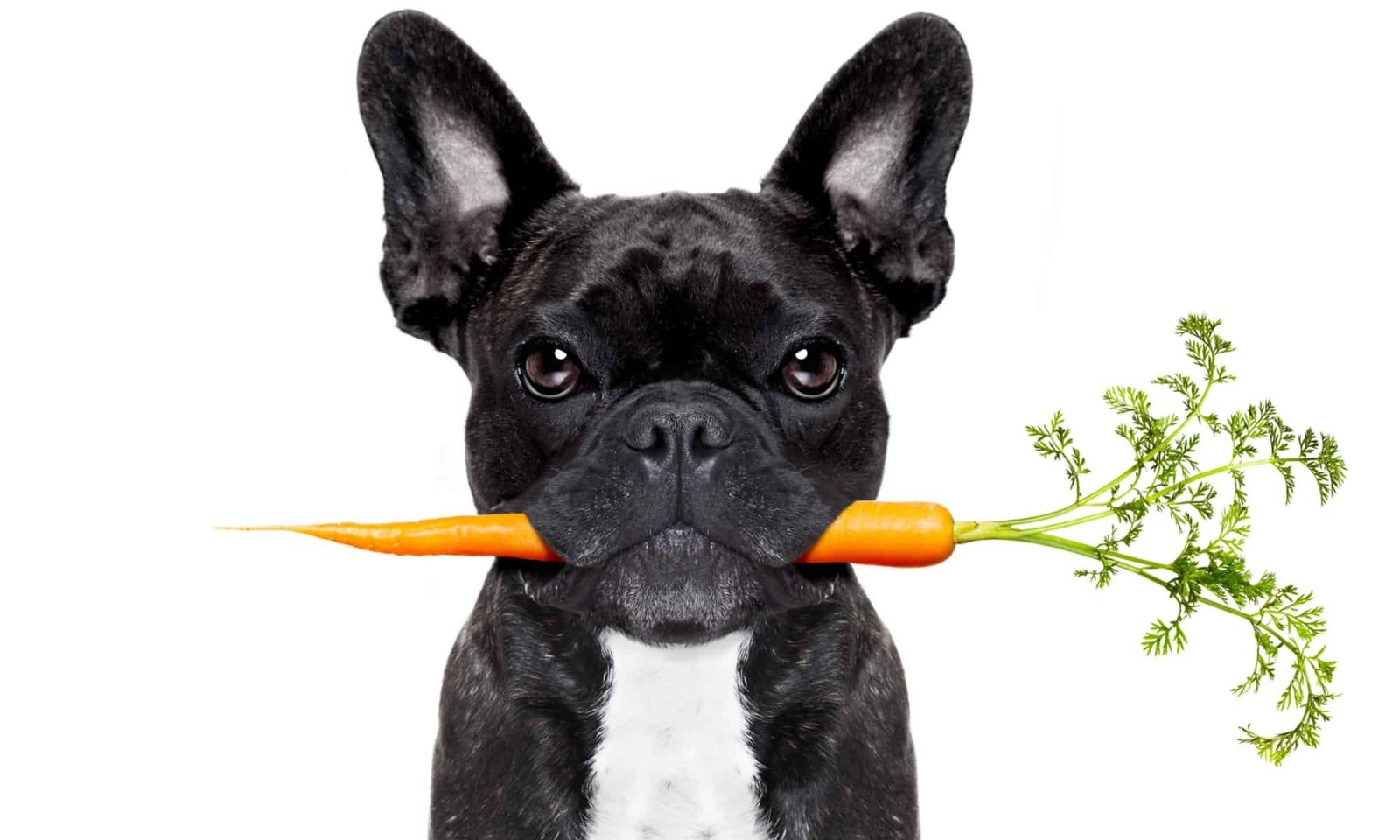 Carrots as a Low-Calorie Dog Treat Option
