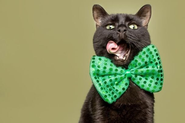 Food and Drink Inspired Irish Cat Names
