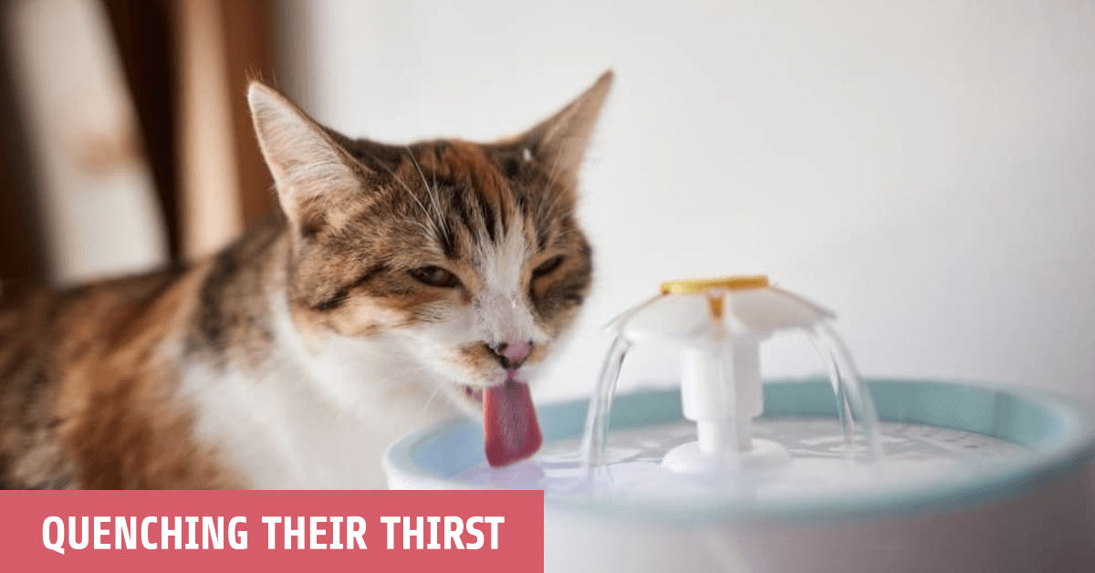 Cat drinking a lot of water