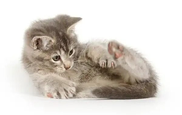 Cats Attack Their Tails: Addressing Health Issues
