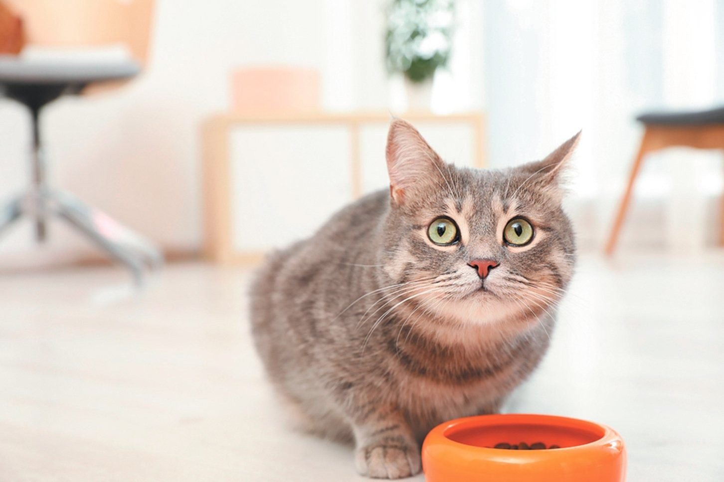 Cats who are always hungry and losing weight may have ailments such as cancer