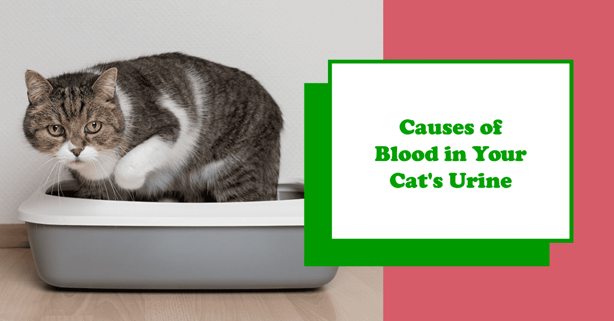 Common Causes of Hematuria in Cats