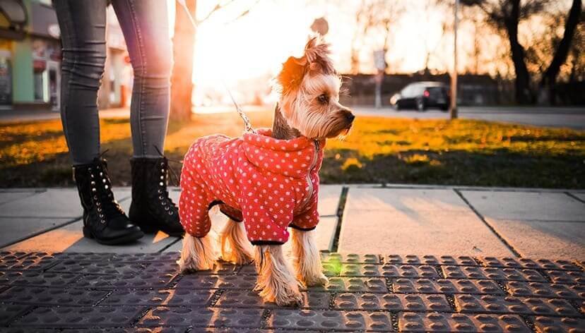 Choosing the right size and type of clothing for your pooch is essential