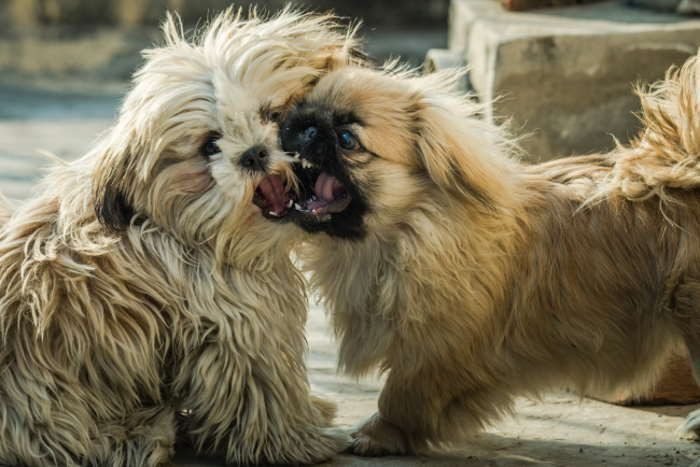 Clarifying Aggression and Dominance in dogs