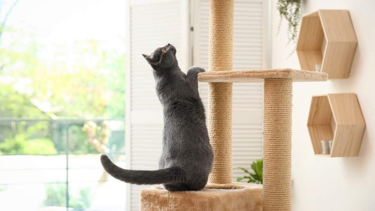 Climbing Features of Cat Trees