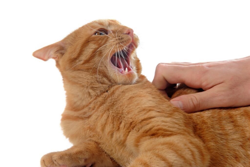 Common Mistakes in Cat Petting