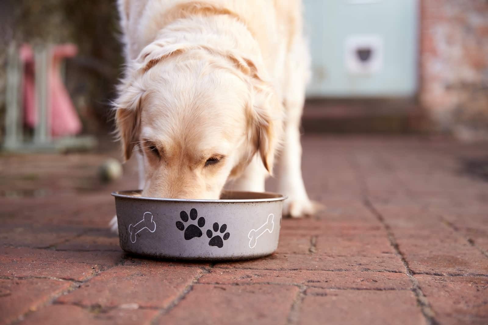 Concerns about using brewers rice in dog food