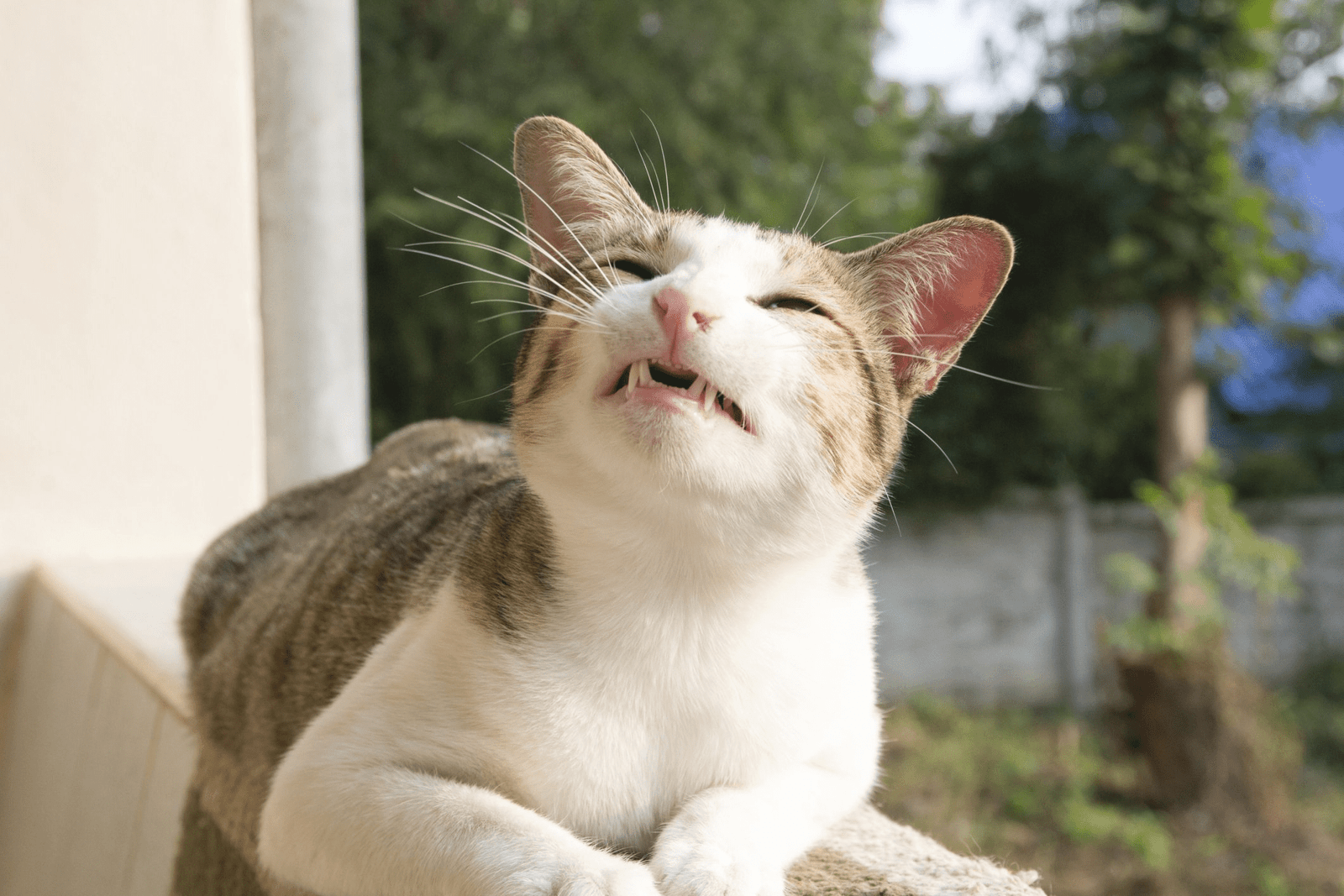 Conditions That Can Affect a Cat's Nose