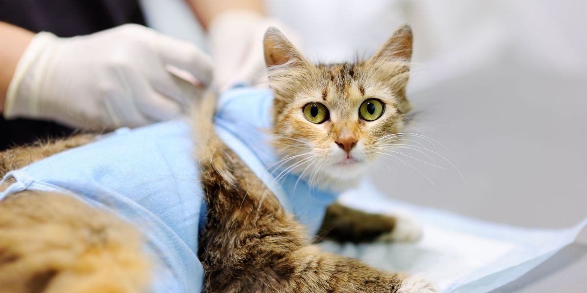 Consulting a Veterinarian to Spay a Pregnant Cat
