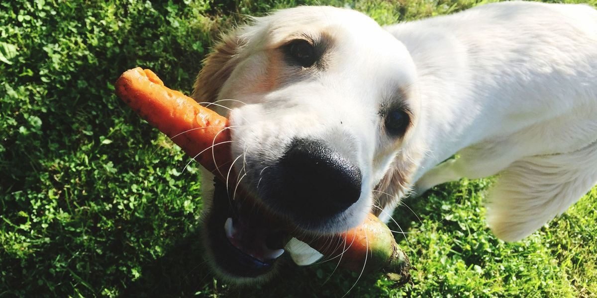Cooking and Pureeing Carrots for Dogs