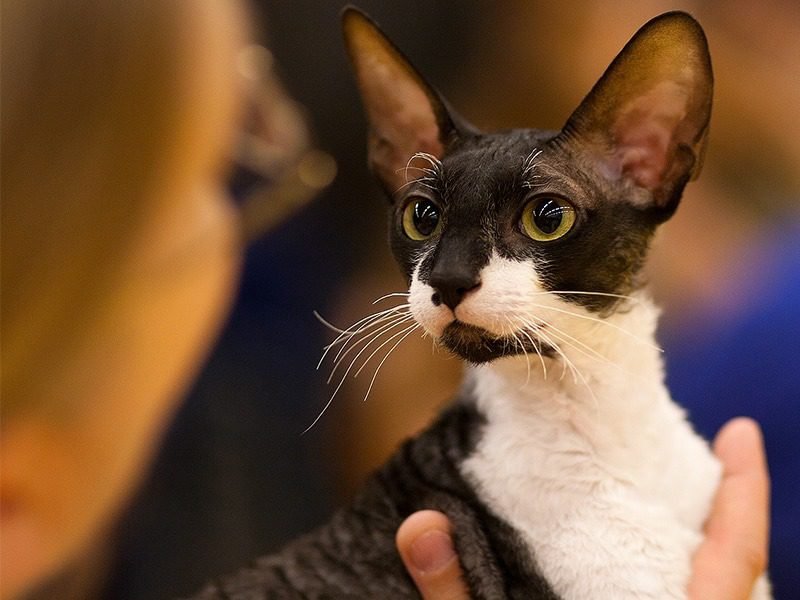 Cornish Rex: Best Cats With Big Ears