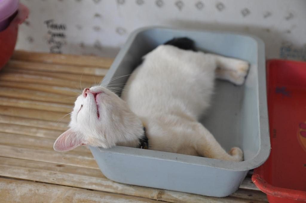Why-Is-My-Cat-Sleeping-in-Their-Litter-Box-Cozy-Alternatives
