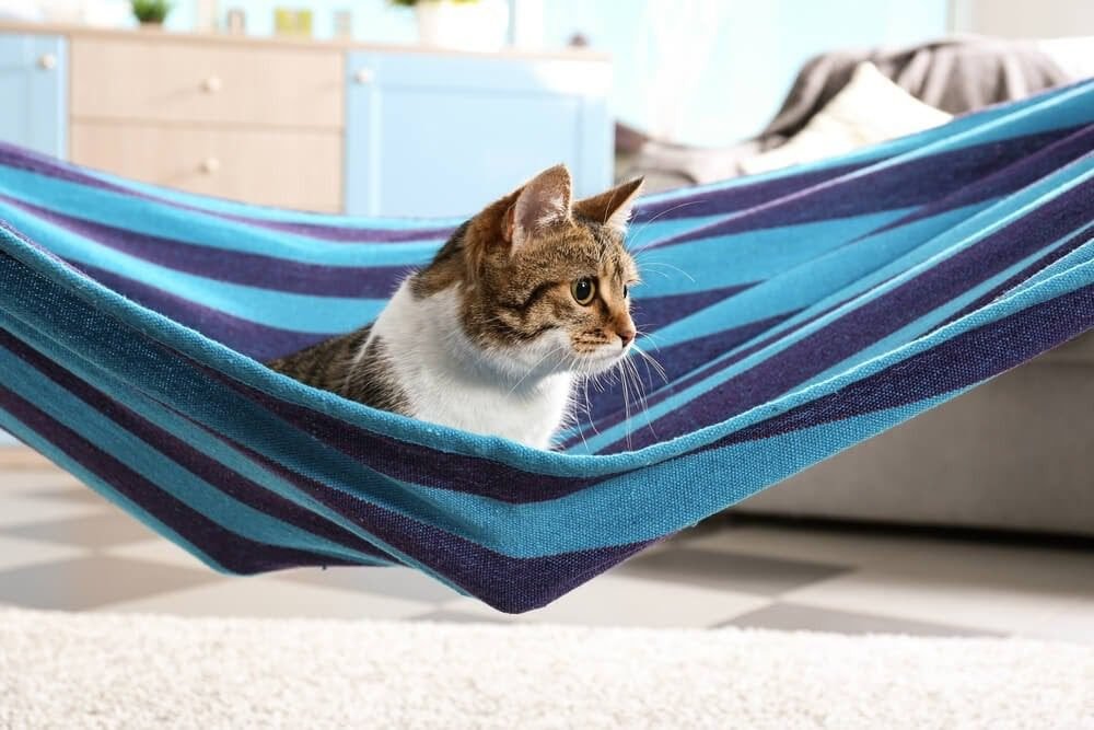 Creating a Calm Environment for cat