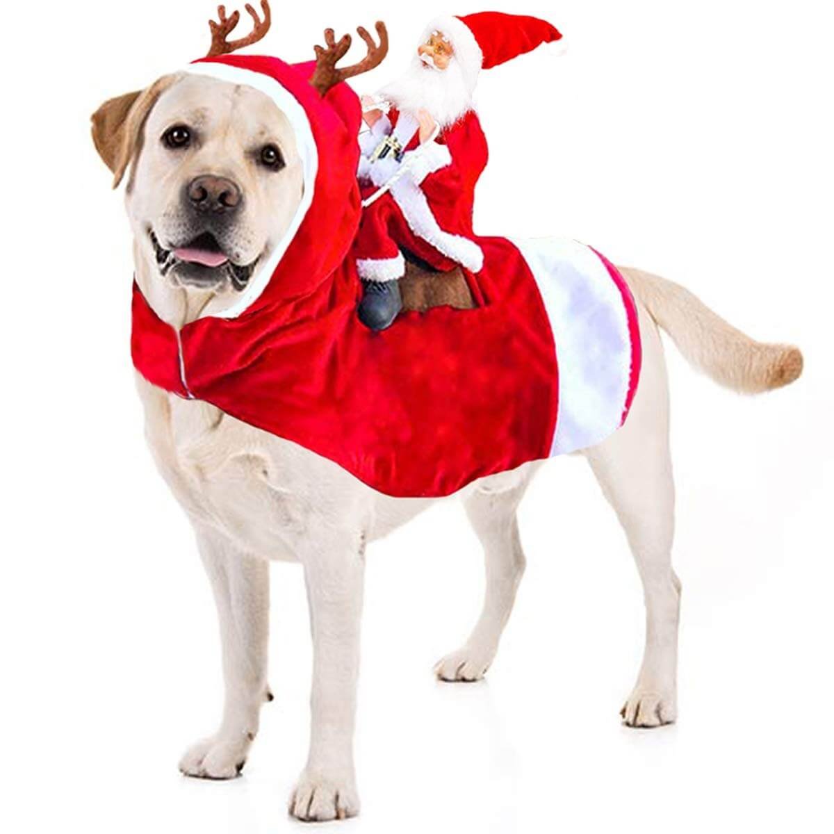Cute Dog Costumes for Special Occasions