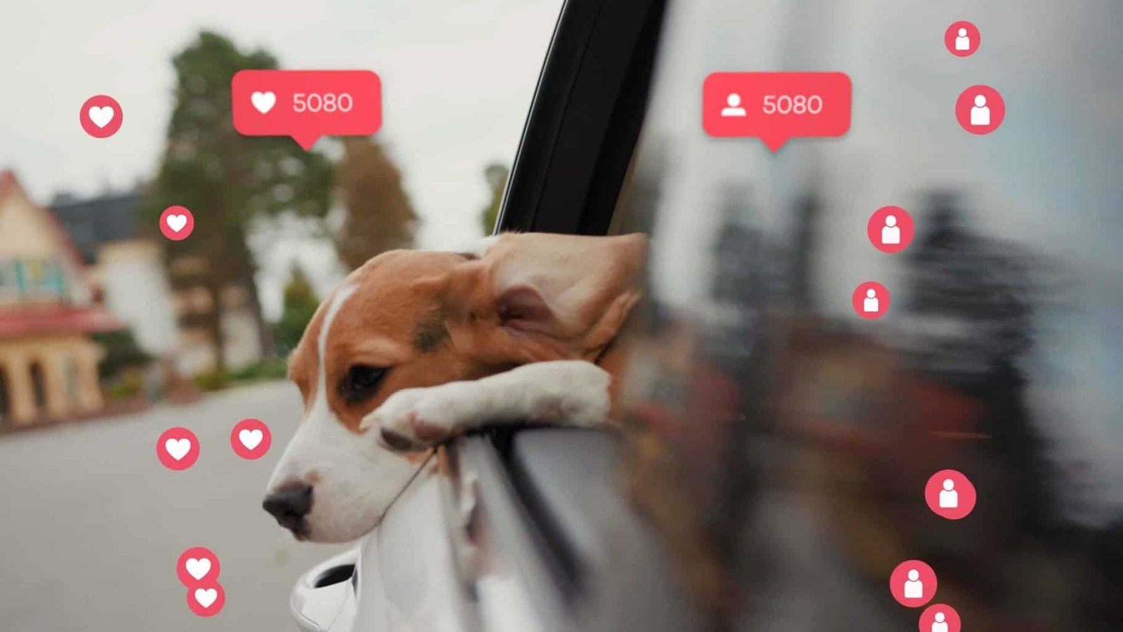 Cuteness - Social Media Sites For Dogs