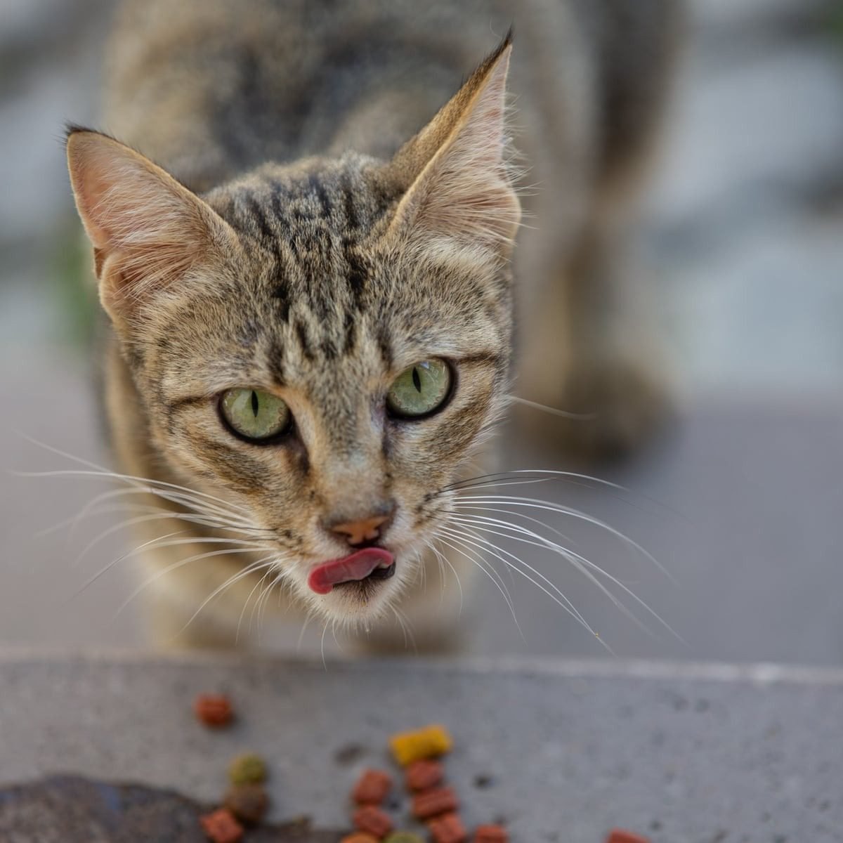 Dealing with Challenges of Feeding Stray Cats