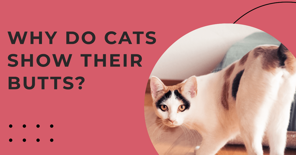Why Do Cats Show Their Butts?