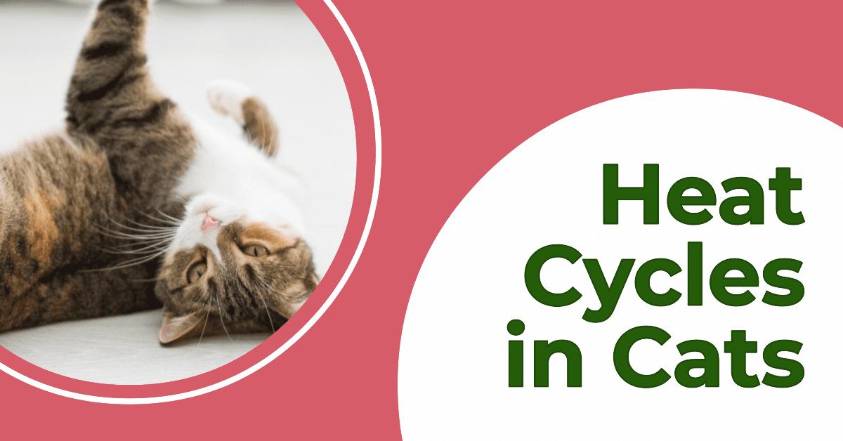 Heat Cycles in Cats