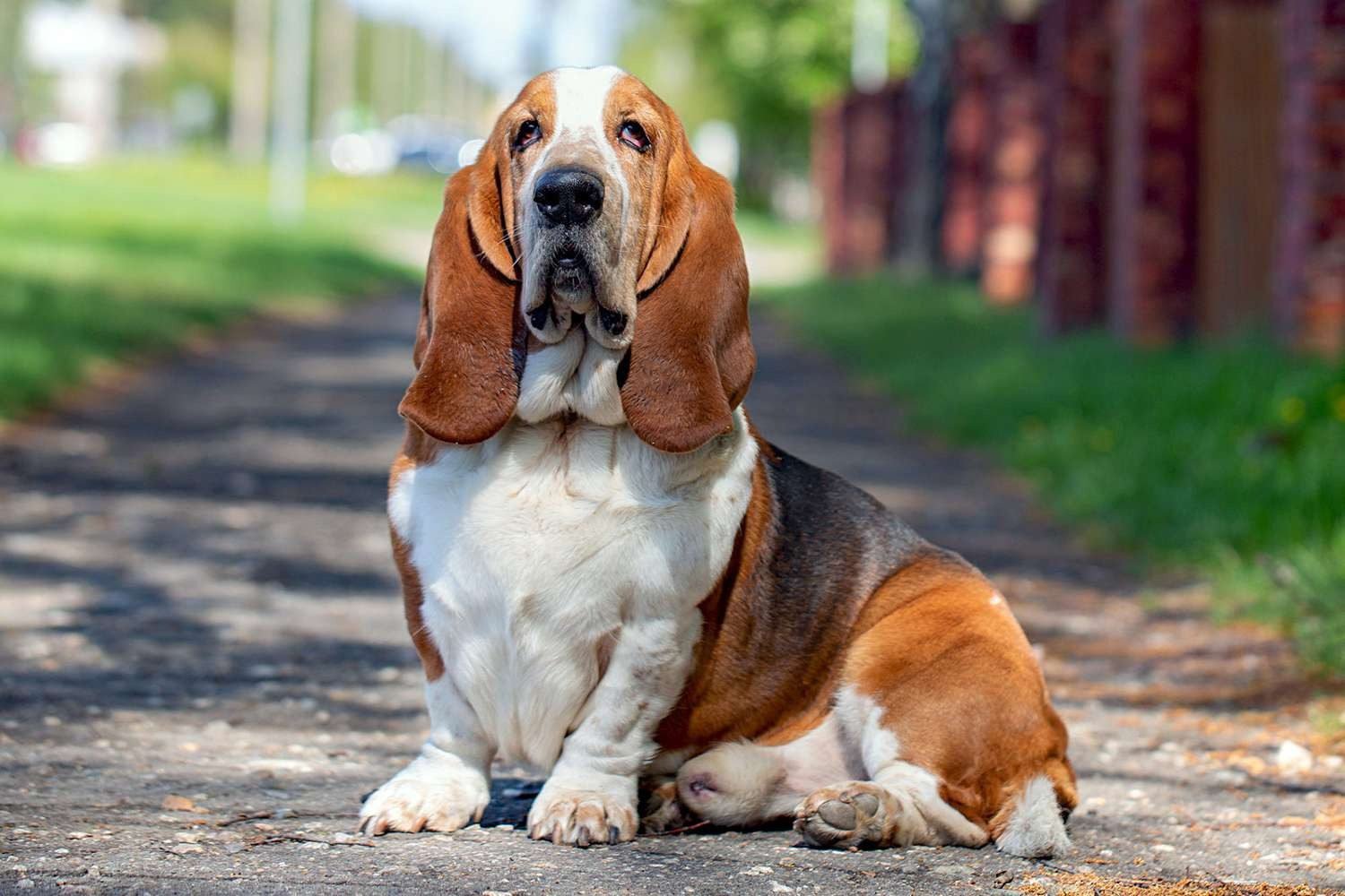 Dog Breeds Compatible with Cats: Basset Hounds