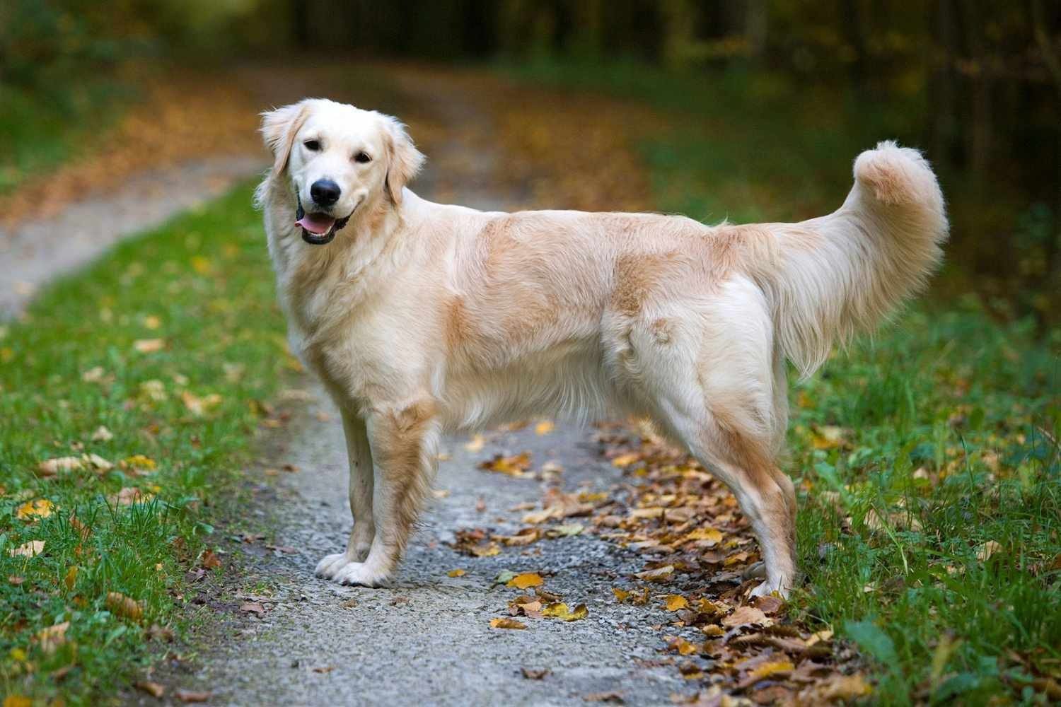 Dog Breeds Compatible with Cats: Golden Retrievers