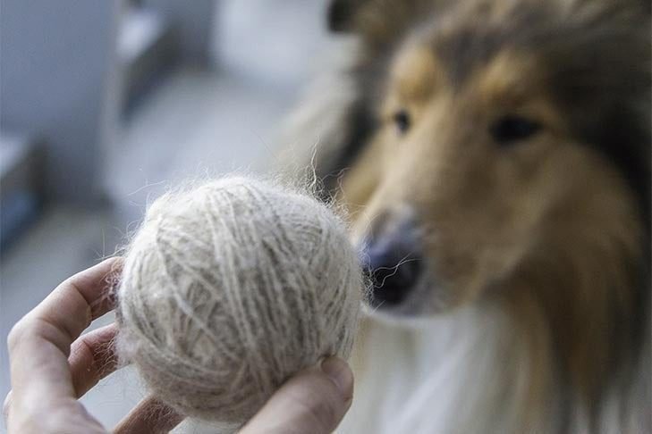Dog Hair Can Be Used to Make Yarn