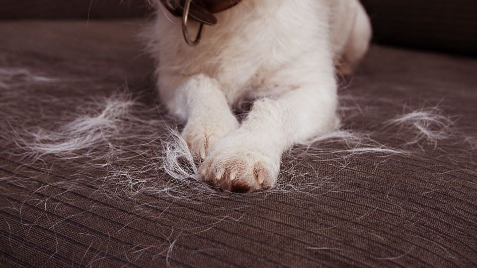 Dog Hair for Clothing and Accessories