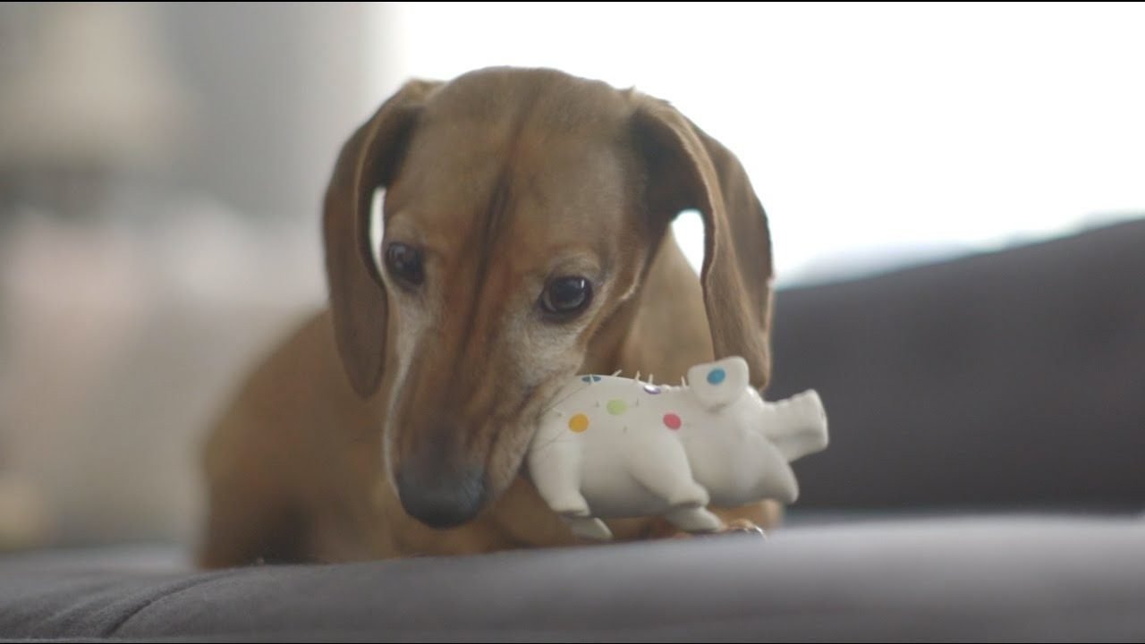 Dog Reunites with His Favorite Toy