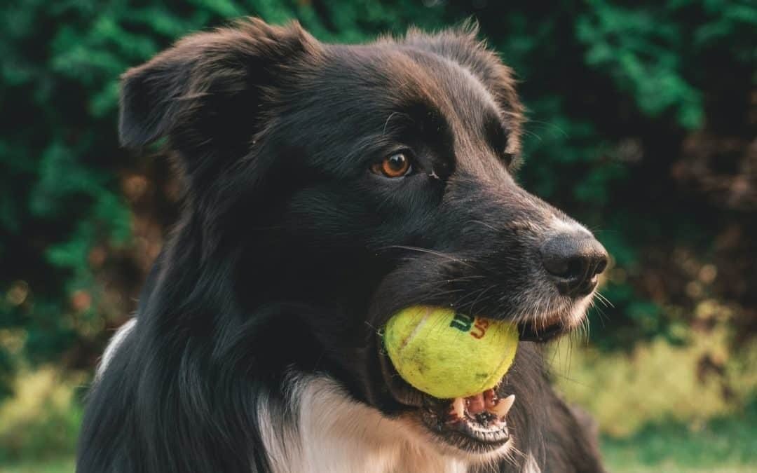 Dog Tennis Balls vs Traditional Tennis Balls