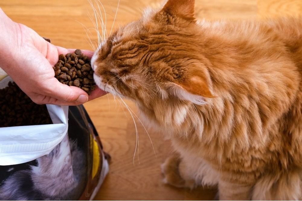 Dry Cat Food Offers Nutritional Benefits
