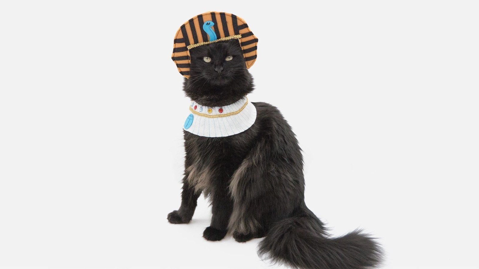 Egyptian Cat costume halloween