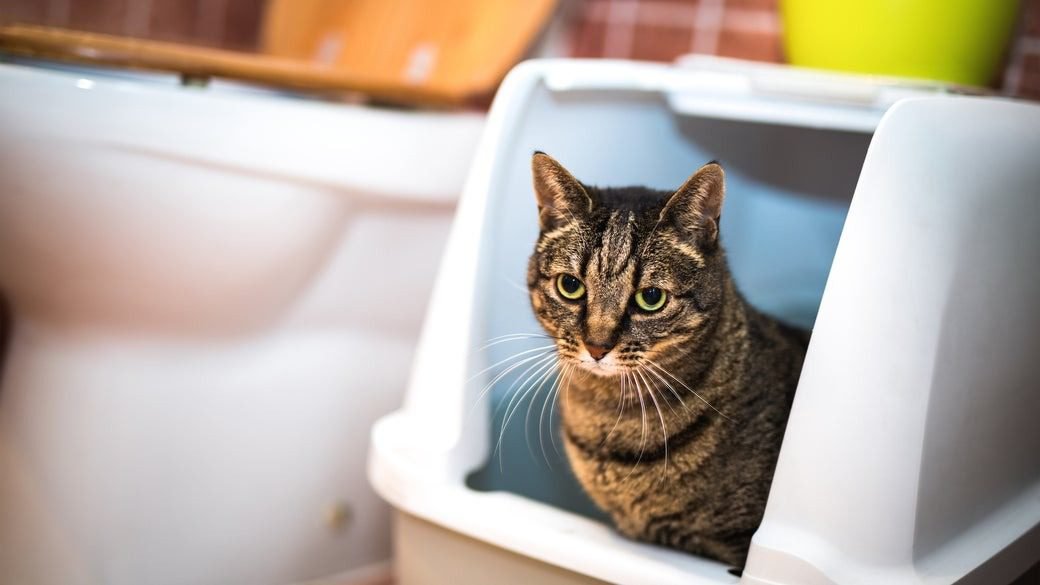 Ensuring that your cat has access to a clean litter box