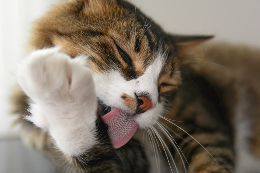 Why Do Cats Lick Their Owners: Licking as a soothing behavior