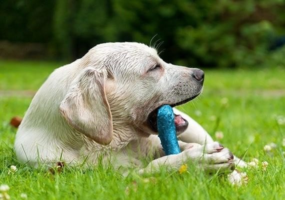 Factors to consider when buying dog toys