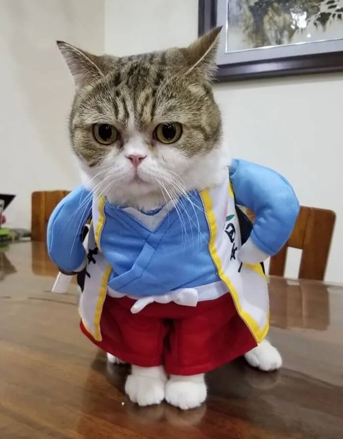 Fat Jedi Cat costume halloween