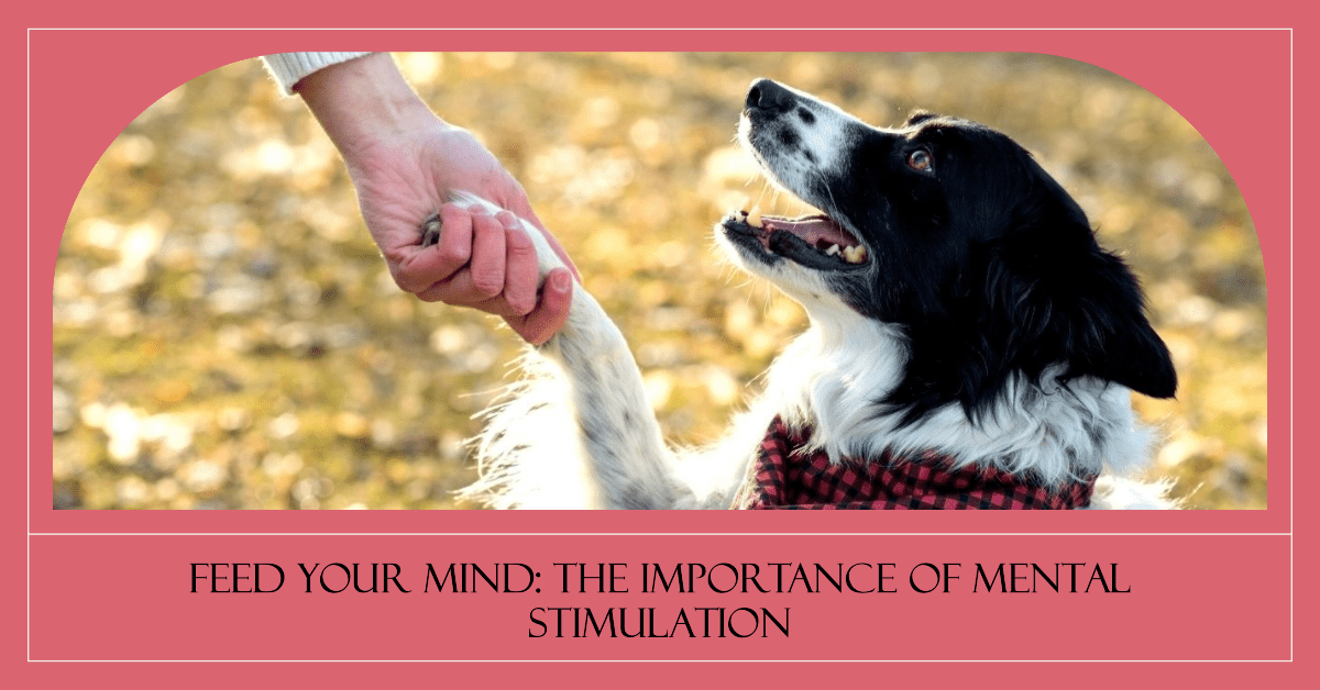 Understanding the Importance of Mental Stimulation
