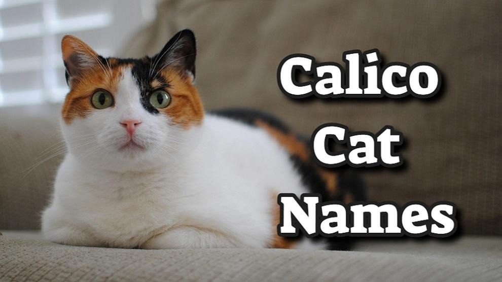 Female Calico Cat Names