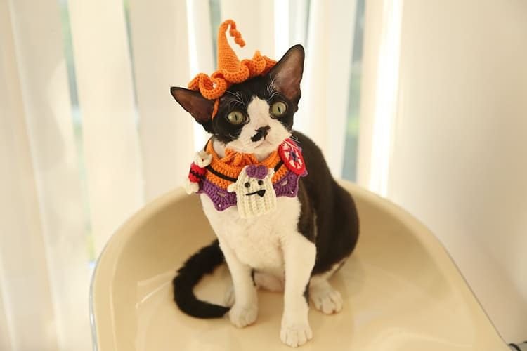 Final Thoughts on Halloween Hats for Cats: Remember to Respect Your Cat's Boundaries