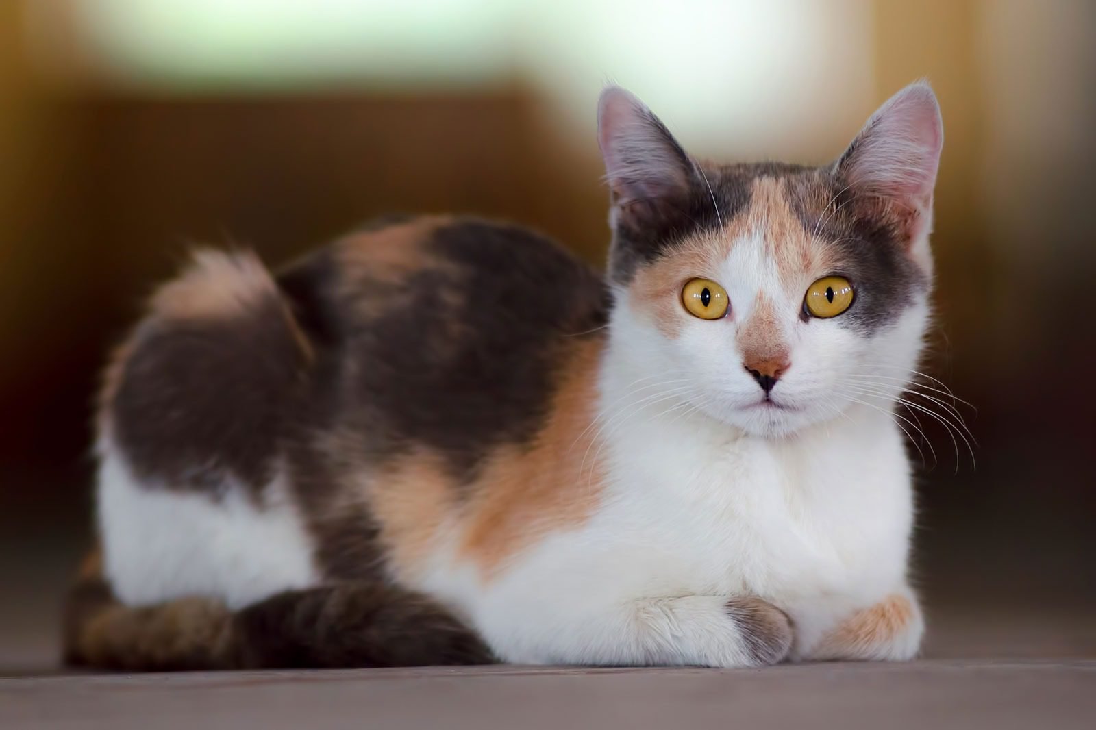 Food-Inspired Calico Cat Names