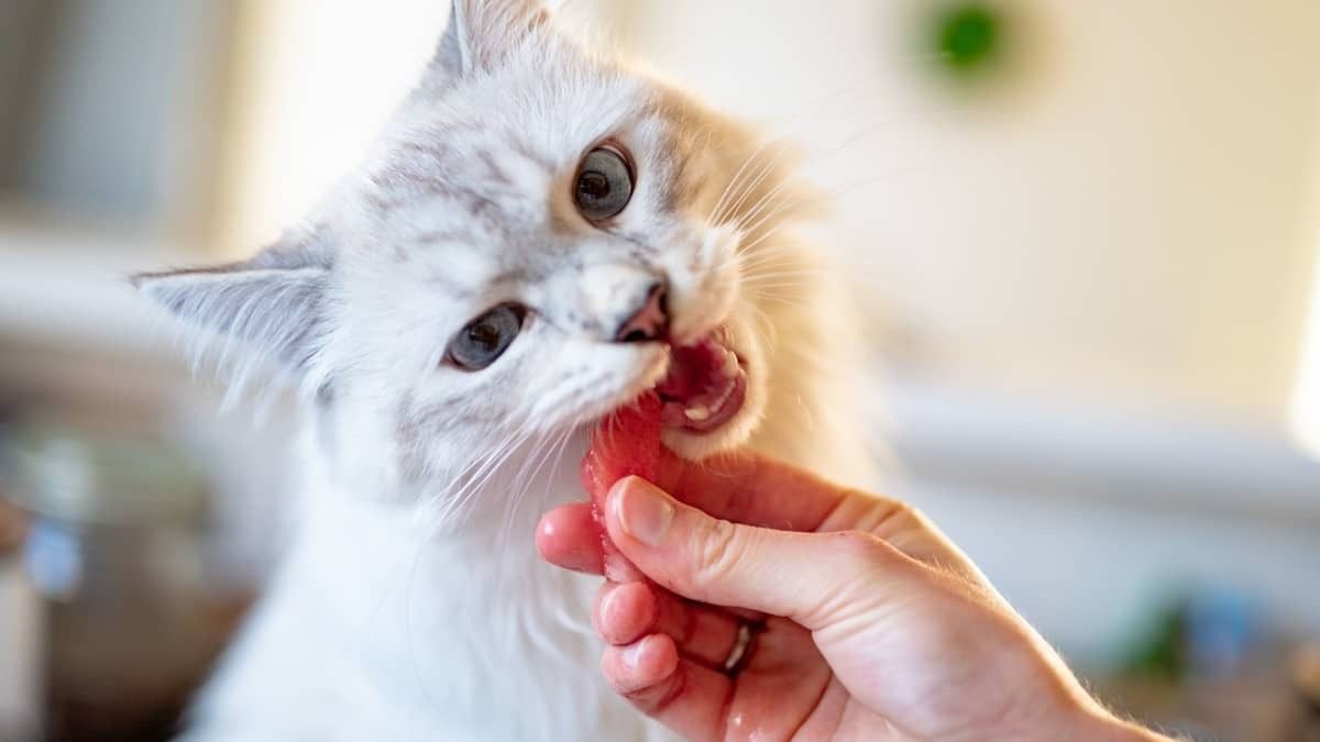 Fruits as Occasional Treats for cat