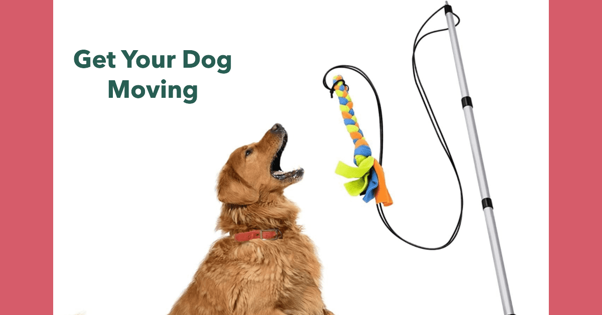 Quick Ways to Tire Out Your Dog: Using a Flirt Pole