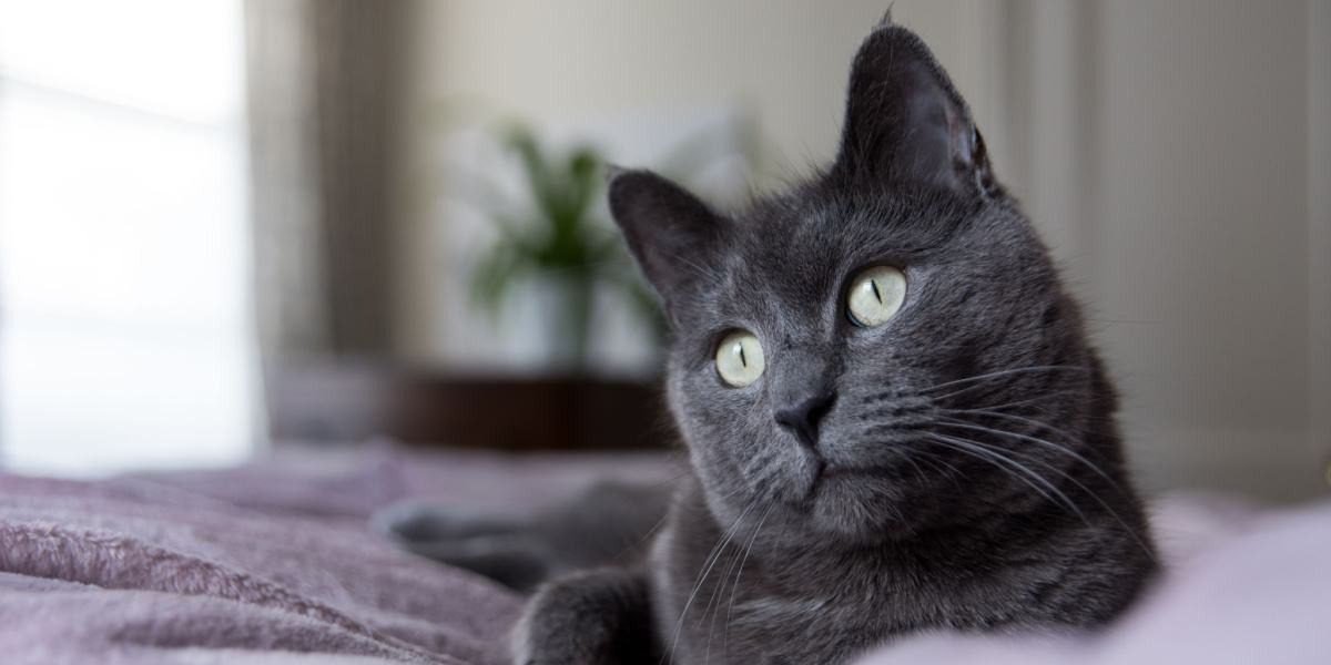 Gray Cat Names Inspired by the Wild Animal Kingdom